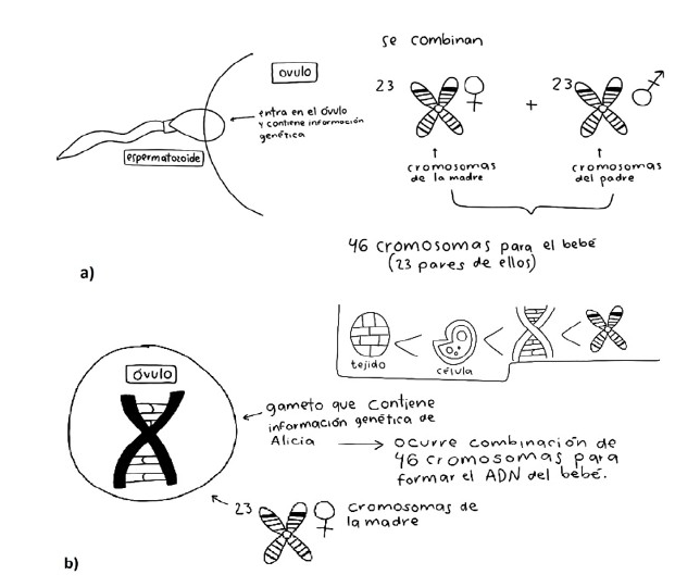 Alumno de G2: Representaci&oacute;n de los gametos en el nivel 3, espermatozoide (a) y &oacute;vulo (b). Muestra informaci&oacute;n gen&eacute;tica como cromosomas, de los que cada progenitor aporta 23; dibuja c&oacute;mo son las c&eacute;lulas sexuales y menciona que tienen informaci&oacute;n gen&eacute;tica.
