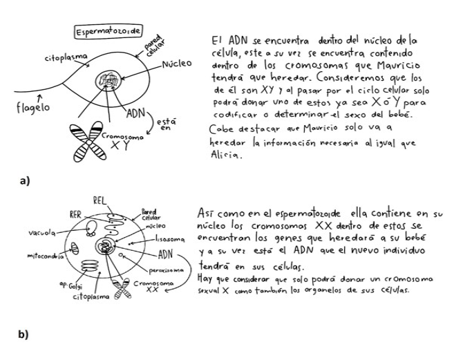 Alumno del G3: Representaci&oacute;n de los gametos, espermatozoide (a) y &oacute;vulo (b), en nivel 5. Describe la informaci&oacute;n gen&eacute;tica en distintos niveles de organizaci&oacute;n: nucle&oacute;tidos, cadena de ADN, gen, cromosomas sexuales y autosomas.