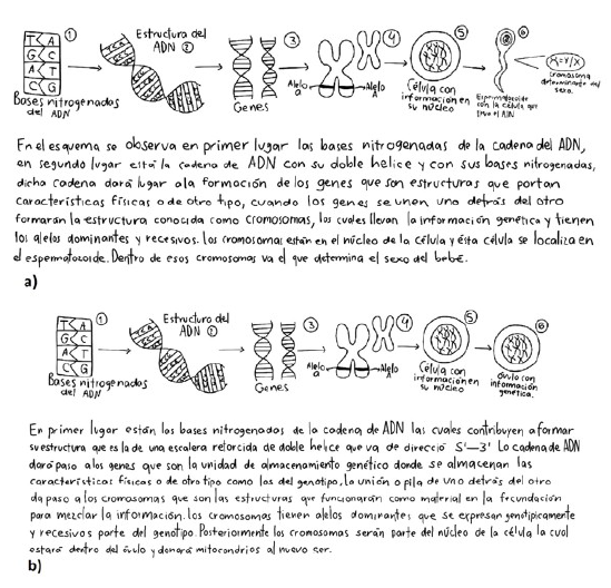 Alumno de G3: Representaci&oacute;n de los gametos, espermatozoide (a) y &oacute;vulo (b), en nivel 4. La informaci&oacute;n gen&eacute;tica se presenta como doble cadena de ADN y cromosomas; se&ntilde;ala que los cromosomas de cada padre se unen para heredarlos al beb&eacute;.