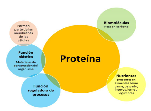 Componentes del modelo de proteína de 1º ESO