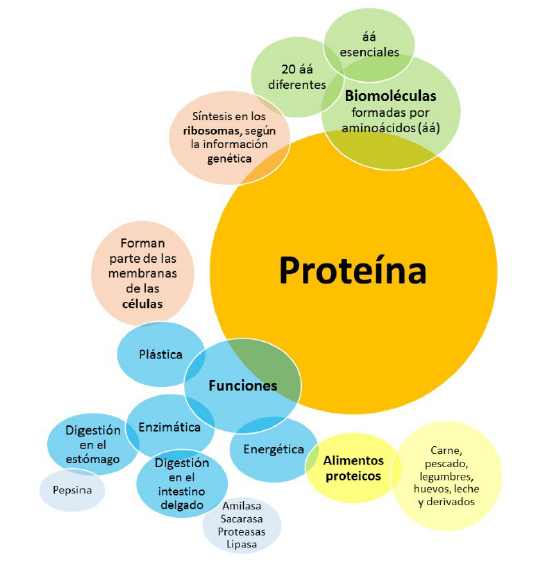 Componentes del modelo de proteína de 3º ESO