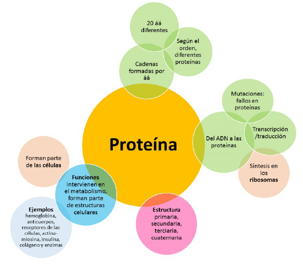 Componentes del modelo de proteína de 4º ESO