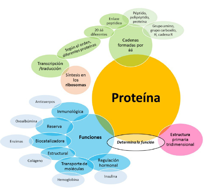 Componentes del modelo de proteína de 1º Bachillerato