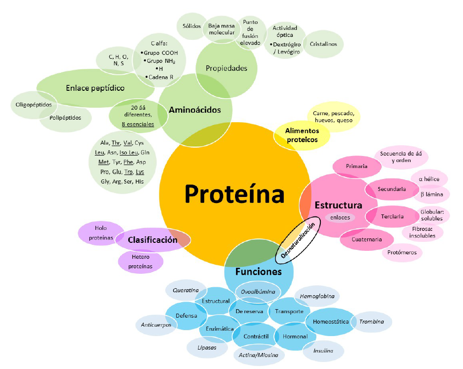 Componentes del modelo de proteína de 2º Bachillerato