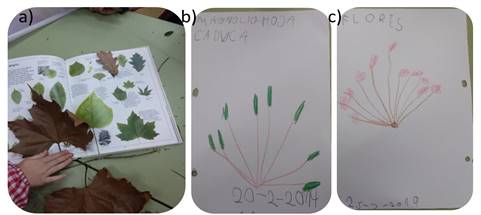 Identificaci&oacute;n de &aacute;rboles mediante caracteres que pueden cambiar con el paso del tiempo: a) identificaci&oacute;n de hojas por comparaci&oacute;n con fotograf&iacute;as en libros; b) apunte gr&aacute;fico en el cuaderno de campo del magnolio de hoja caduca a finales de febrero, con las yemas de las futuras flores visibles; c) apunte gr&aacute;fico del mismo magnolio un mes despu&eacute;s, con las flores.