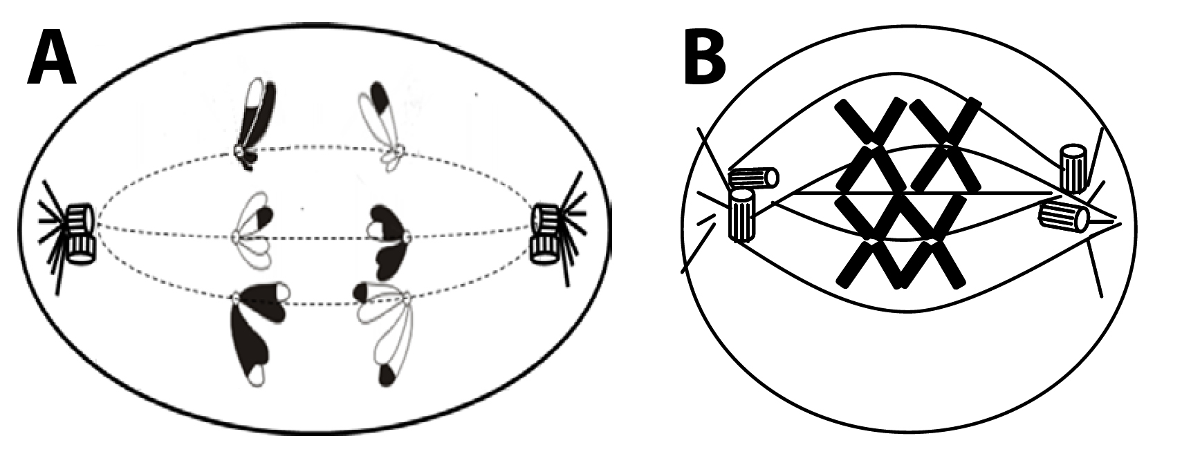 Esquemas (con errores) asociados a preguntas de EvAU en junio 2018 (A) y junio 2013 (B).