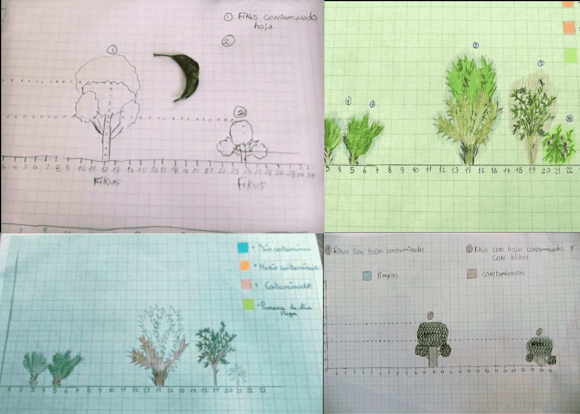Perfiles de vegetaci�n por sectores horizontales representados por dibujos hechos por el alumnado.