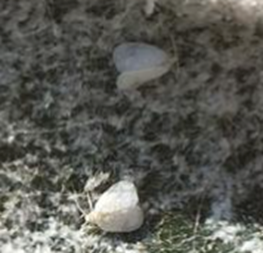 Mosca blanca del cocotero (Aleurodicus sp.).