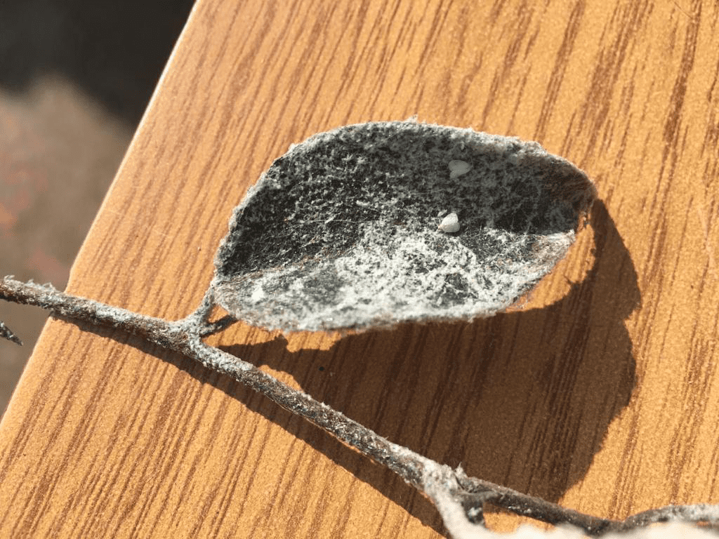 Melaza en hojas de ficus producto de las ninfas de la mosquita blanca.