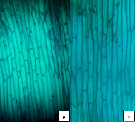 Comparación de la imagen de células epidérmicas de cebolla capturada por un microscopio óptico Leitz Wetzlar (a) y Micro-Hoek (b).