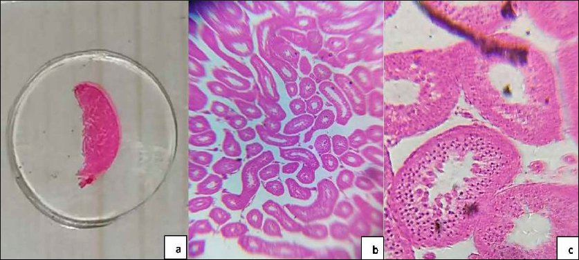 Túbulos seminíferos de conejo teñidos con hematoxilina-eosina.