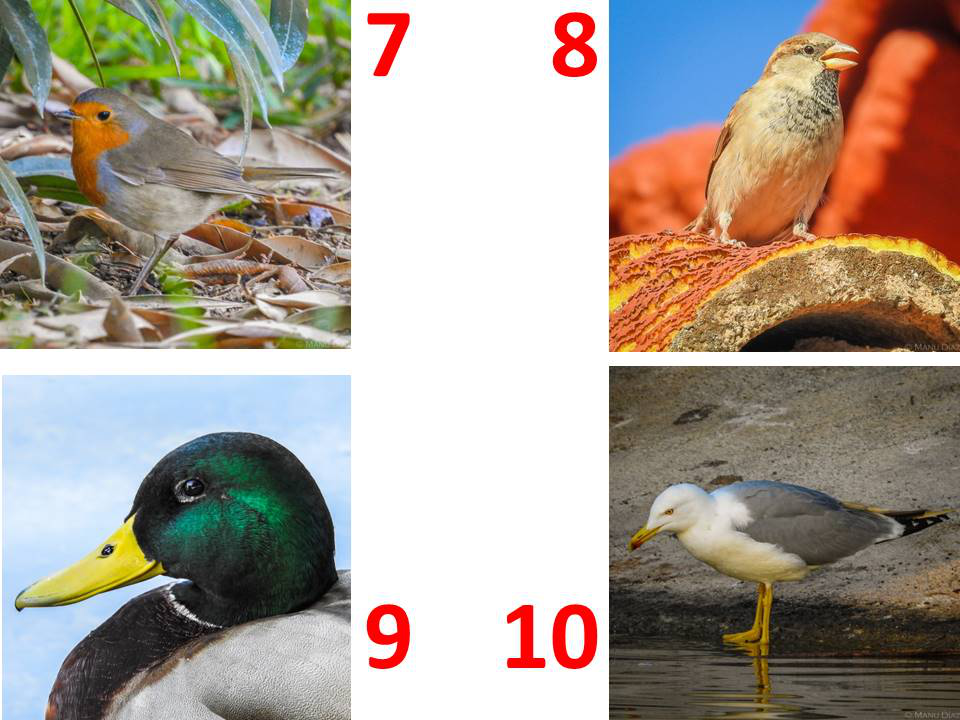 Ejemplos de algunas de las especies comunes mostradas en el cuestionario (7-Petirrojo, 8-Gorri�n com�n, 9-�nade real, 10-Gaviota patiamarilla)