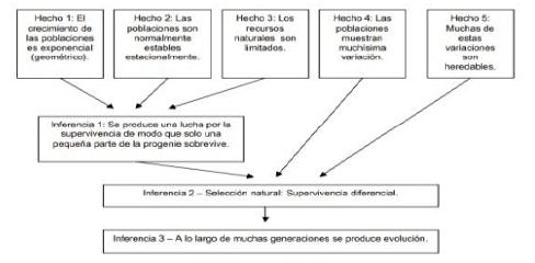 Propuesta de Mayr (1982) sobre cómo se relacionan los hechos y las inferencias acerca de la selección natural