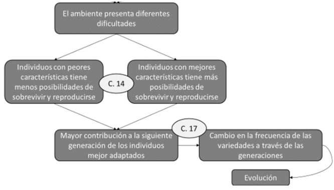 Patr�n explicativo general del Modelo Seleccional.