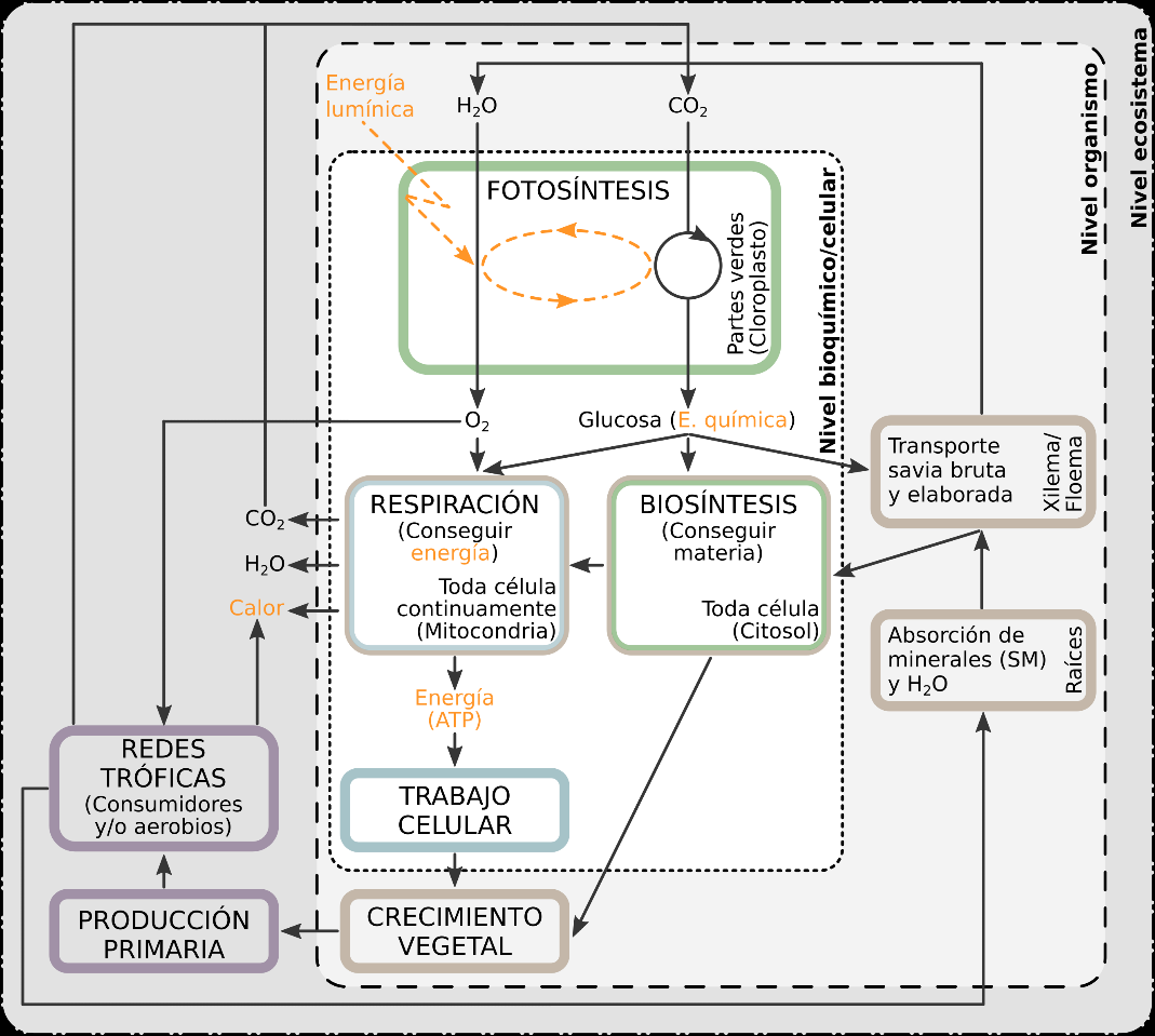 Esquema conceptual del modelo escolar del MCNV para 1� de Bachillerato que muestra los diferentes niveles anidados de organizaci�n biol�gica y algunos de los conceptos m�s relevantes por idea clave epistemol�gica (CE1, marr�n; CE2, verde; CE3, azul, CE4, morado).