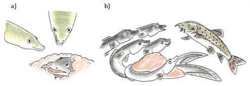 Dos momentos del cuento. a) Sargaz no quiere salir de su agujero porque tiene mal aspecto y le da vergenza que le vean sus amigos que todava no han empezado a experimentar cambios. b) Las anguilas van a la escuela de las anguilas dnde el viejo barbo de montaa les explicar todo lo que les est pasando (ilustraciones: Nolle Fabre).