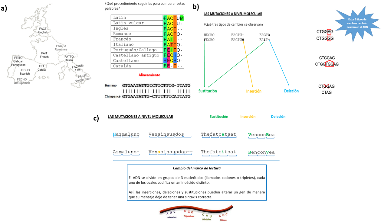 Dispositivas empleadas para implementar la analog�a y trabajar: a) genes hom�logos, procesos evolutivos b�sicos y alineamiento, b) mutaciones y c) cambios en el marco de lectura