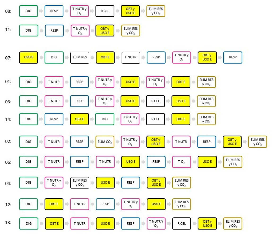 Representaci�n gr�fica de la secuencia cronol�gica de los procesos mencionados por los grupos en sus explicaciones orales.  Nota: NUTR: nutrientes; RES: residuos; DIG: procesos de digesti�n; T: transporte; RESP: procesos respiratorios; ELIM: eliminaci�n; R CEL: respiraci�n celular; OBT E: obtenci�n de energ�a; USO E: uso de energ�a.