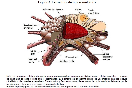 Estructura de un cromatóforo