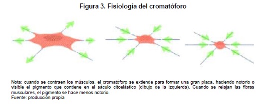  Fisiología del cromatóforo