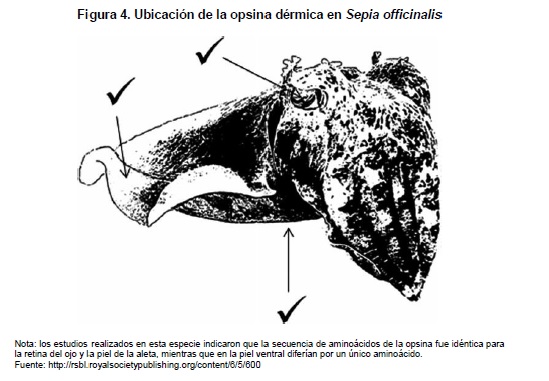 Ubicación de la opsina dérmica en Sepia officinalis