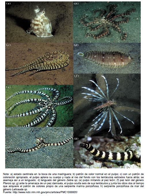 Mímicas de Thaumoctopus mimicus