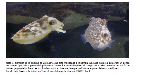 Camuflaje polarizado en sepias