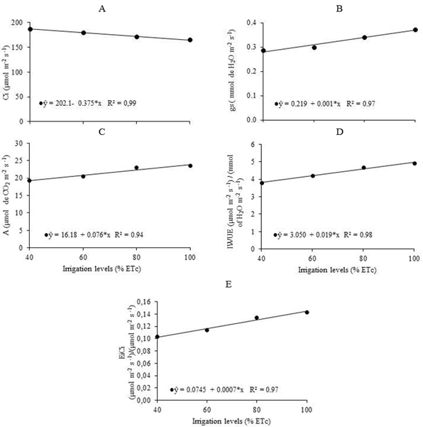 Internal CO2 concentration, Ci (A), stomatal conductance, gs (B), net photosynthesis, A (C), instantaneous water use efficiency, IWUE (D) and instantaneous carboxylation efficiency, EiCi (E) of cowpea genotypes under irrigation depths.