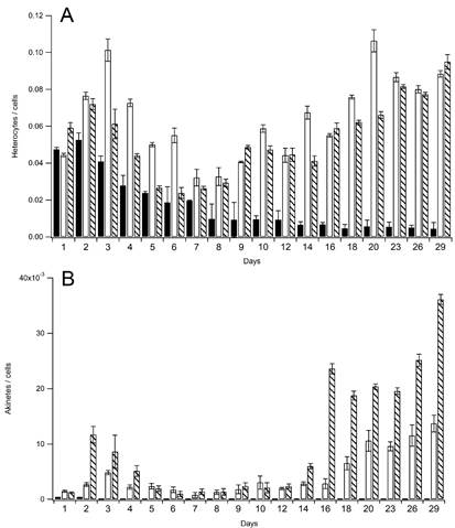 Average heterocyte (A) and akinete (B) production per cell of Nostoc paludosum grown in the control group (), nitrogen-absent group (□), and phosphorus-absent group (), with respective standard deviation.