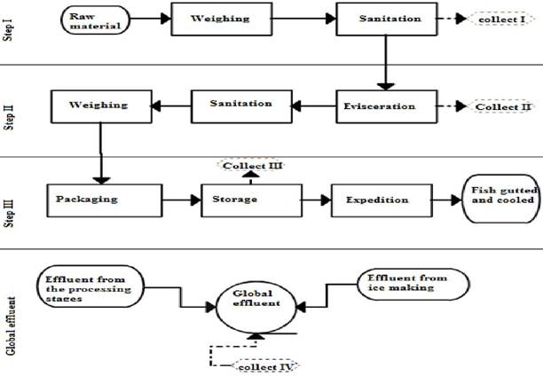 Fish processing in the refrigerator under study with indication of collection points of effluent samples for physical and chemical characterization.