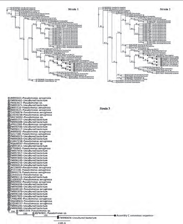 Tree of distances constructed from 50 best arrangements regarding the NCBI database. The nodes (&bull;) corresponding to the query sequence belongingto clade Enterobacter cancerogenus / Enterobacter hormaechei (Strain 1 and 2) and Pseudomonas aeruginosa (strain 3) are showed in the box.