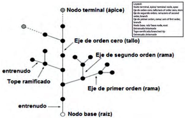Perception of the axis of the leaves and the order of an axis.