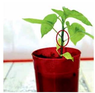 A 38-day plant of Capsicum annuum L. showing an alternate distribution in its leaves.