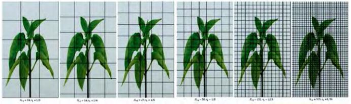 Box Counting Method applied to calculate the fractal dimension of Capsicum annuum L.