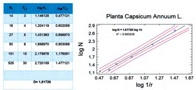 Fractal dimension calculation of Capsicum annuum L.