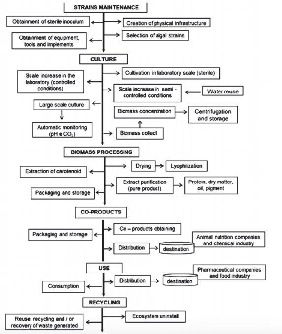 Stages and A ctivities of the Microalgae Life Cycle (Own Origination)