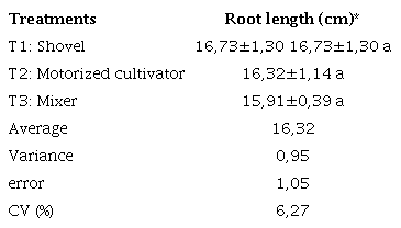 Root length of cocoa patterns