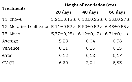 Cotyledon height in cocoa substrate patterns with different preparation variants