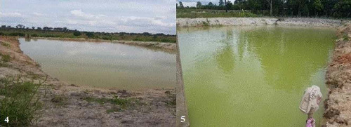 Nursery No.1 in January [4] and February [5]. Differences in water coloration