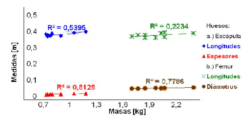 Measurements (length, thickness and diameter) against bone mass (scapula and femur).