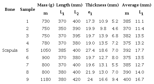 Scapula bone measurements