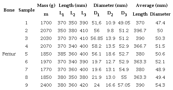 Measurements of the femur bones