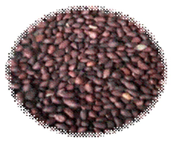 Sample of peanut kernels Criollo or Charapoto variety.
