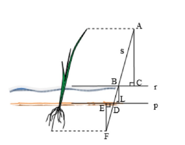 Seedling measurement scheme after transplantation.