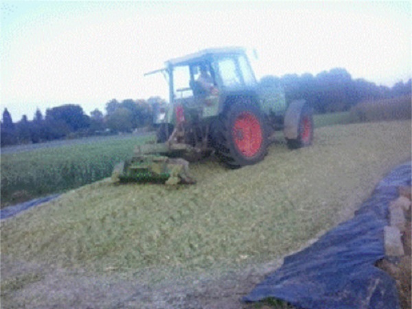 Compacting of the forage in soil silo of small format. Source: Author&acute;s file.