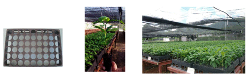Tube tray, tubes and nursery technified.