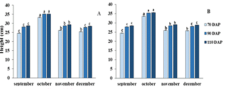 Average height (cm) values of garlic plants 'Criollo V&iacute;ctor' at 70 (CV: 14,33%), 90 (CV: 11,49%) and 110 (CV: 10,8%) days after planted (DDP) in bags (a); and at 70 (CV: 14,30%), 90 (CV: 10,90%) and 110 (CV: 10,66%) DDP in beds (B), during the 2019-2020 and 2020-2021 campaigns.