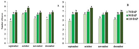 Average values of the number of garlic plants 'Criollo Victor' at 70 (CV: 13,43%), 90 (CV: 10,76%) and 110 (9,34%) days after planted (DDP) cultivated in bags (A) and at 70 (CV: 14,89%), 90 (CV: 10,81%) and 110 (10,32%) DDP cultivated in beds (B), during campaigns 2019-2020 and 2020-2021.