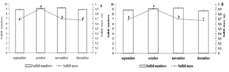 Average number values (CV: 14,24%) and bulb mass (CV: 13,78%) in the &ldquo;Criollo Victor&rdquo; garlic bulbs harvested in beds (A) and number (CV: 11,89 %) and clove mass (CV: 8,30%) in the bulbs of garlic 'Criollo V&iacute;ctor' harvested in beds (B), during the 2019-2020 and 2020-2021 campaigns.