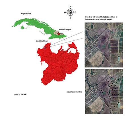 Location of the area where the research was carried out, belonging to the CCS “Tomás Machado”, in Cosme Herrera Town, Mayarí, Holguín Province, Cuba. Image taken from SAS PlanetNightly 200718.10081 (www.geojamal.com).